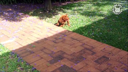 Oodles of Poodles and Doodles!