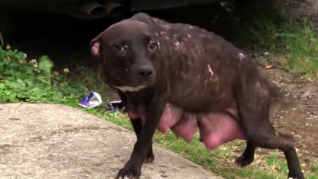 Cadela foi jogada pra fora de casa com seus filhotes mas seu resgate é emocionante