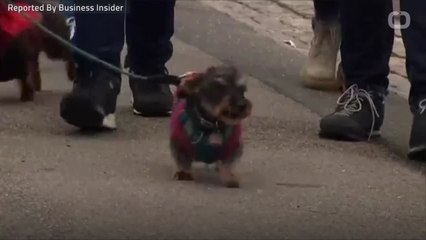 1,000 sausage dogs turned up for a walk through London