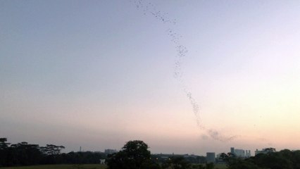 Birds migration early in the morning
