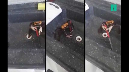 Cette vidéo virale d'un crabe qui se bat avec un couteau montre en réalité tout autre chose
