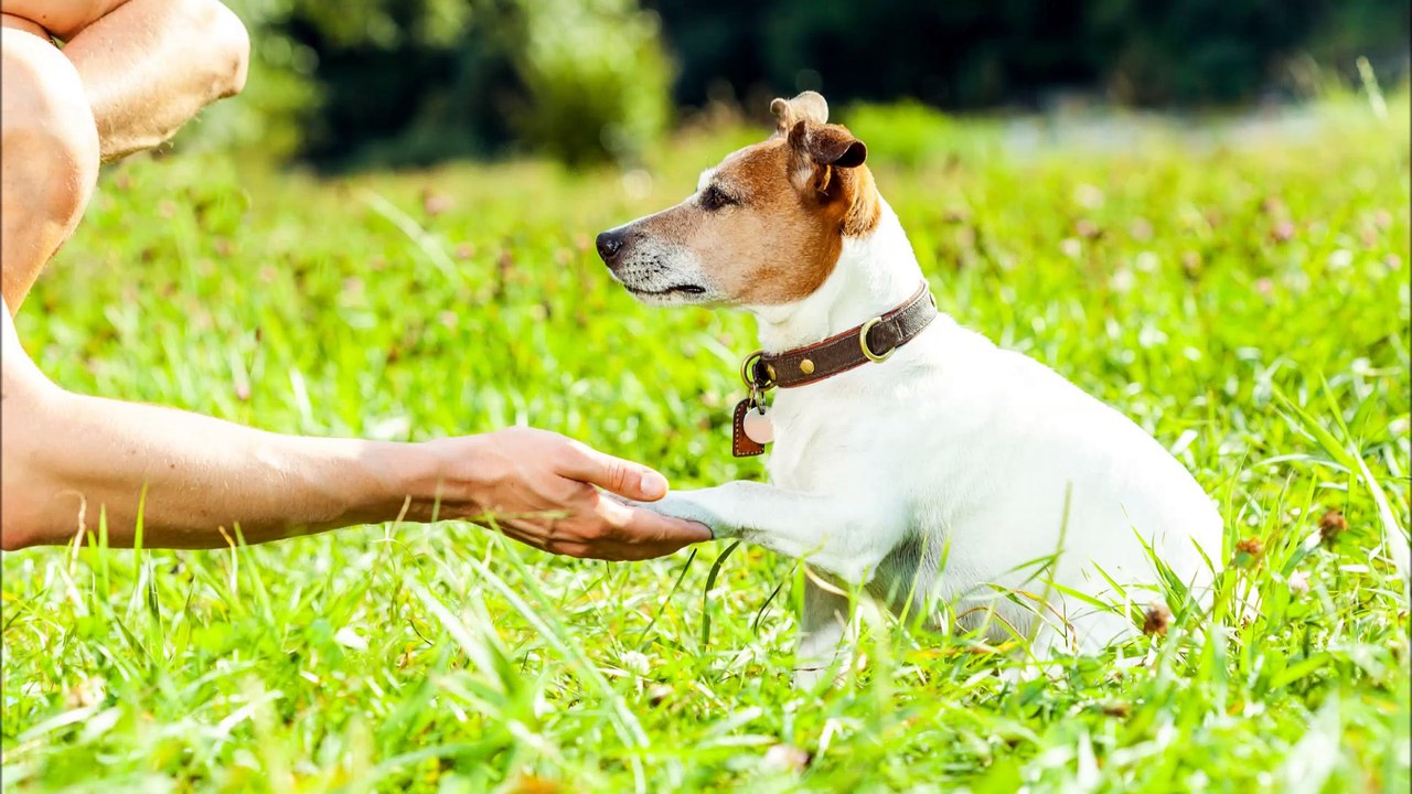 Happy Together Dogs - (831) 428-1115