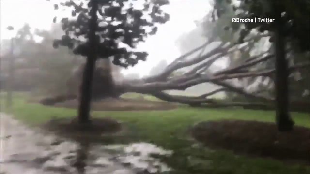Ces arbres s'envolent arrachés par l'ouragan en Australie !