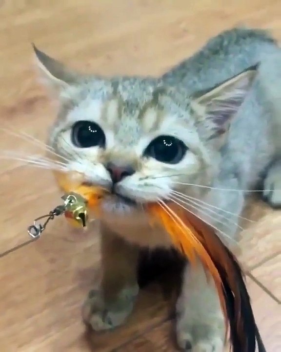 Cute cats 2018