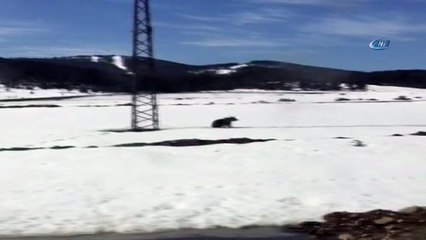 Aç kalan yavru boz ayı ilçeye indi