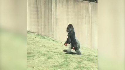 Watch: Philadelphia zoo gorilla walks upright like a human