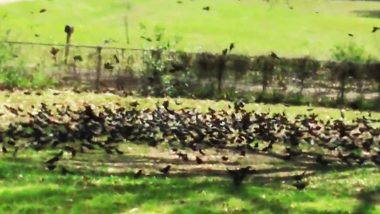 Une technique pour faire fuir 2000 oiseaux de son jardin