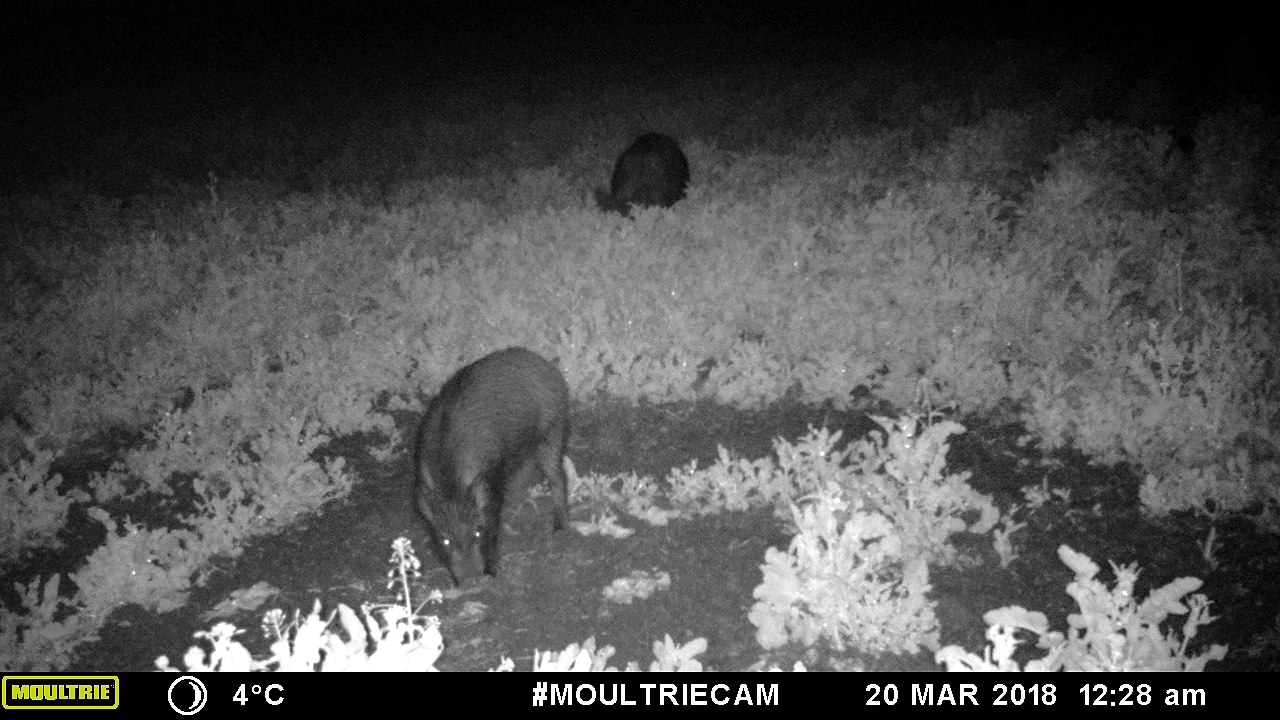 Sangliers_20_03_18