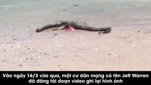 Xác sinh vật lạ trôi vào bờ biển Mỹ, nhiều người nghi rằng đây là họ hàng của quái vật hồ Loch Ness