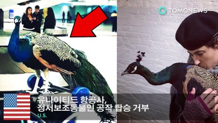 유나이티드 항공사, 정서보조동물인 공작새 탑승 거부