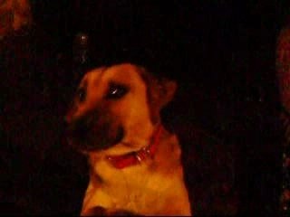 Lovely dogy