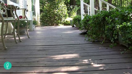 Top 9 most beautiful rabbits in the world