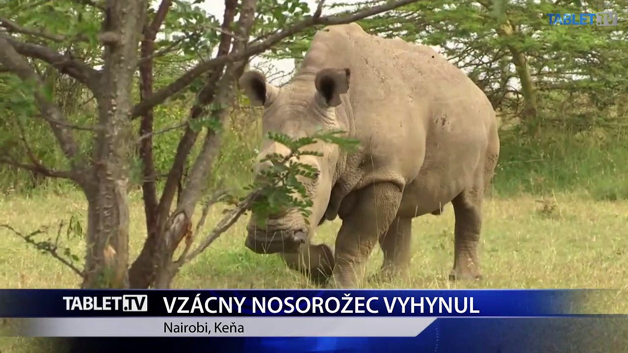 V Keni uhynul posledný samec nosorožca tuponosého severného