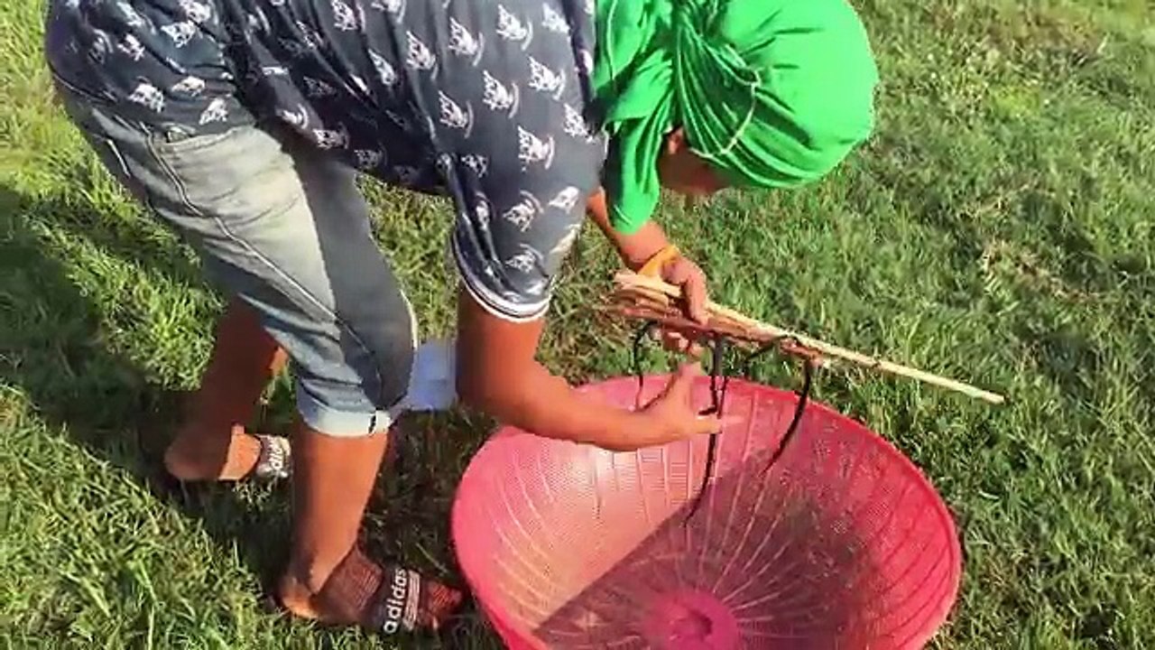 Awesome Quick Bird Trap Using Plastic Tray Cover - Best Bird Trap Homemade in Cambodia