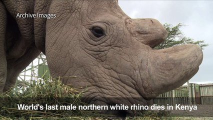 World's last male northern white rhino dies in Kenya