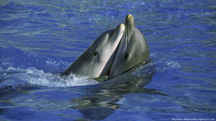 Ativistas criticam show de golfinhos