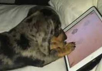 Puppy Enjoys i-"Pawd" Game