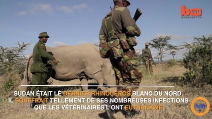 Sudan, le dernier rhinocéros blanc du nord, s'est éteint à 45 ans
