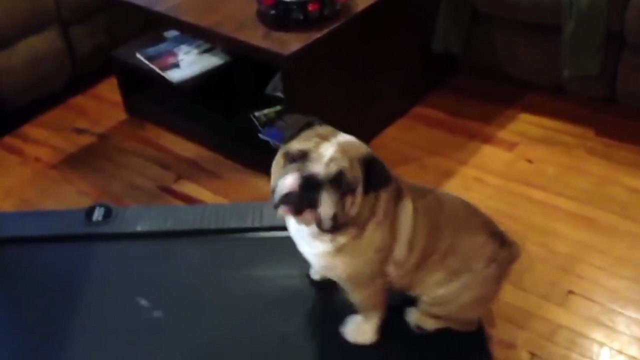 Lazy dog, thats why you are fat lol | try not to laugh