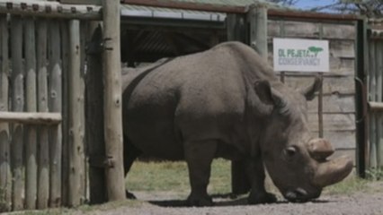 Muere el último rinoceronte blanco del norte macho del mundo