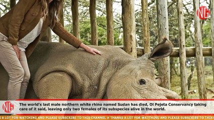 Sudan, The World's Last Male Northern White Rhino Euthanized