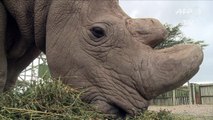Kenya: mort du dernier rhinocéros blanc du Nord mâle