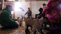 Buying a Milking Goat - How to find quality goats.