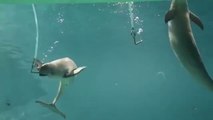 Des dauphins font des ronds de fumée comme les champions de vaping