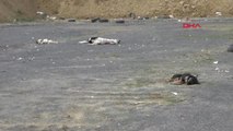 Çorlu 5 Sokak Köpeği Telef Olmuş Halde Bulundu