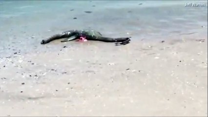 La carcasse d'un monstre marin inconnu retrouvé sur une plage de Géorgie