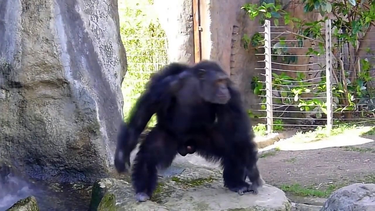 TRY NOT TO LAUGH - Funny Monkeys At The Zoo -Funny Animals Vines Compilation 2018