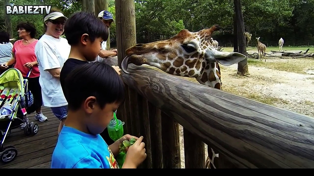 TRY NOT TO LAUGH - Kids At The Zoo New Compilation 2018 - Funny Babies At The Zoo