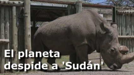 Adiós al último rinoceronte blanco del norte macho del planeta
