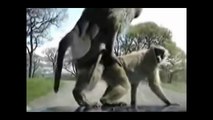 funny monkey attack on car ksa