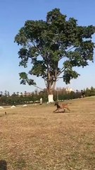 Saut impressionnant d'un malinois