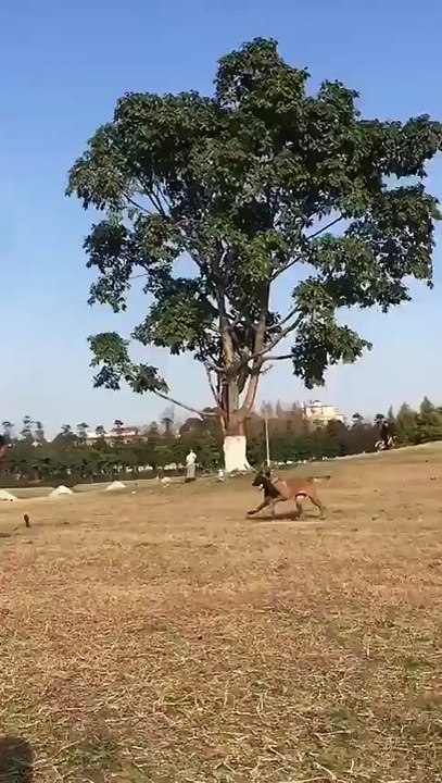 Saut impressionnant d'un malinois