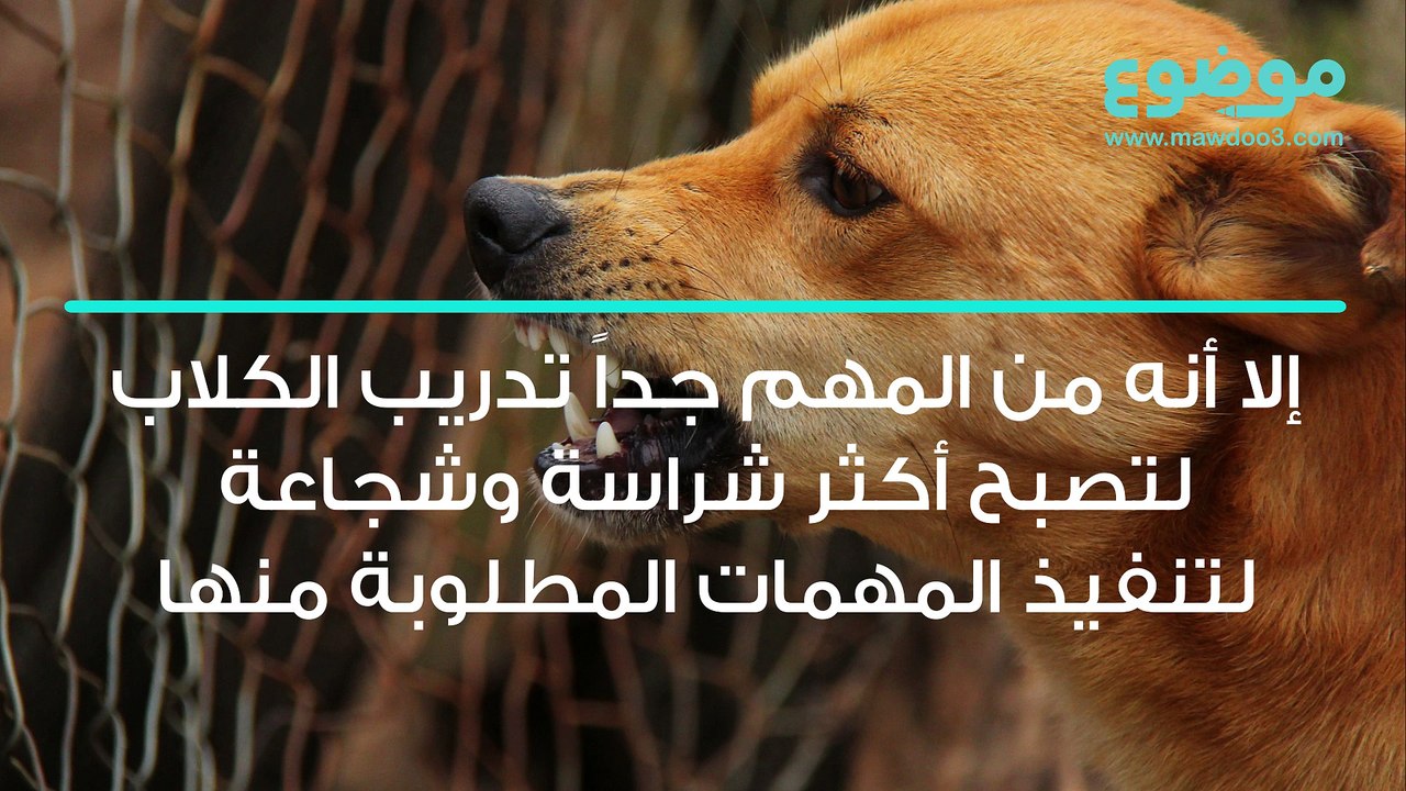 تدريب الكلاب
