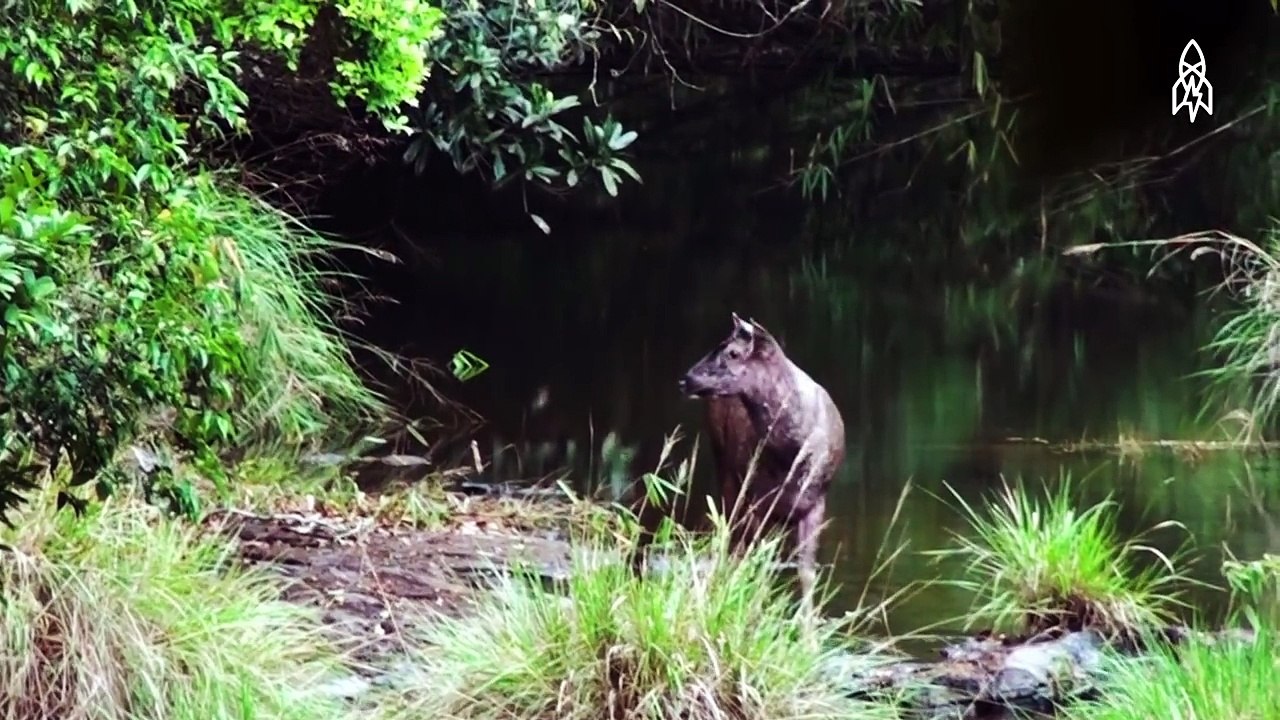 This Couple Nursed a Rainforest Back to Life
