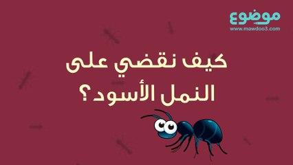 كيف نقضي على النمل الأسود؟