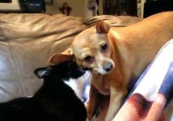Considerate Cat Grooms Delighted Dog