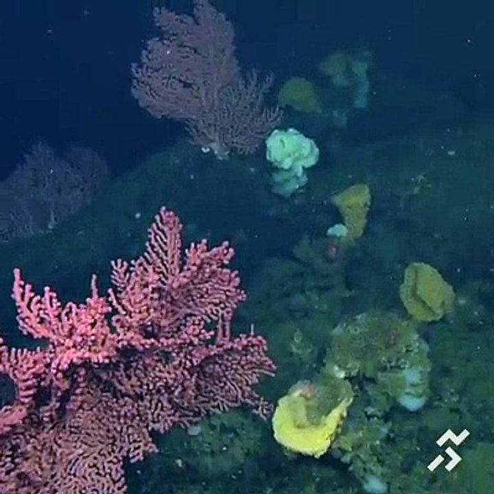 Amazing marine creatures.