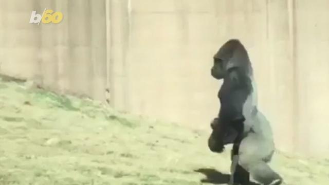 This Gorilla Walks Like a Human So He Doesn't Get His Hands Dirty