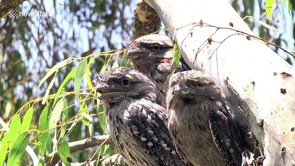 Rare sight of male Tawny Frogmouth Owl huddling with two females