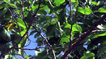 شجرة غايمارو ذات الفوائد "العجيبة" على البيئة تعود للنمو في كولومبيا