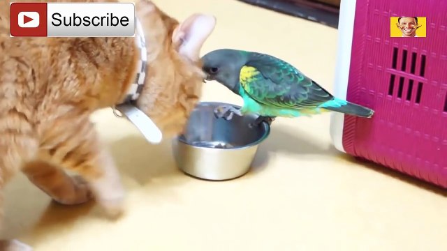 Funny Parrots Annoying Cats Compilation 2018