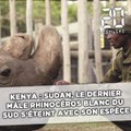 Kenya: Sudan, le dernier mâle rhinocéros blanc du Nord, s'éteint avec son espèce