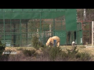 ハイランド野生公園でのヴィクトリア親子の飼育展示場登場 (Mar.20 2018)