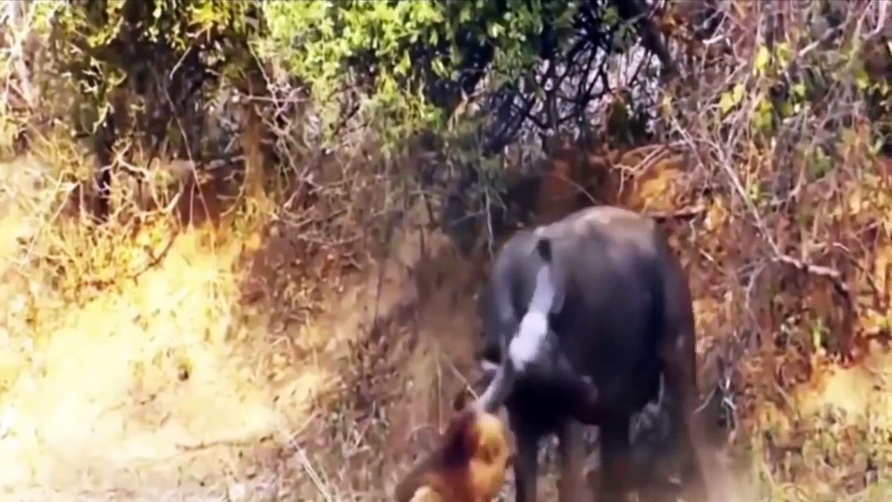 Black Panther Anaconda  ब्लैक पैंथर एनाकोंडा