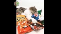 Cute and Funny Cat Videos Compilation -cute moment of the cats- Soo Cute! #1