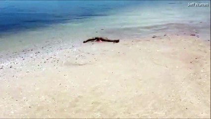 Скачать видео: Il découvre la carcasse d'un monstre marin inconnu une plage de Géorgie